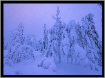 Śnieg, Zaśnieżone, Drzewa, Zima, Las