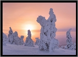 Zima, Zaśnieżone, Drzewa, Zachód słońca, Laponia, Finlandia