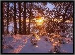 Zima, Drzewa, Śnieg, Zaspy, Promienie słońca