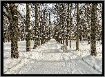 Zima, Park, Droga, Ławki, Drzewa