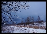 Zima, Drzewa, Gałęzie, Śnieg, Ciemnie, Chmury