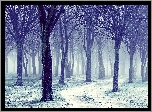 Zima, Las, Drzewa, Śnieg