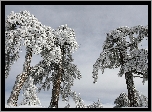 Zima, Śnieg, Drzewa, Ośnieżone