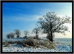 Zima, Śnieg, Drzewa, Pola
