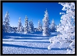 Zima, Śnieg, Ośnieżone, Drzewa, Świerki