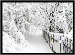 Zima, Śnieg, Drzewa, Gałęzie, Płot
