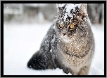 Kot, Zima, Śnieg