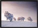 Zima, Drzewa, Niebo, Śnieg