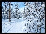 Zima, Drzewa, Śnieg, Dróżka