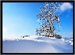 Zima, Drzewo, Śnieg, Zaspy