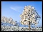 Zima, Śnieg, Ośnieżone, Drzewa