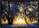 Zima, Przebijające Światło, Ośnieżone, Drzewa