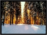 Zima, Las Droga, Przebijające światło