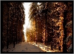 Zima, Las, Przebijające, Światło