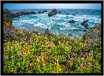 Kwiaty, Rośliny, Łąka, Ocean, Skały, Kalifornia, Stany Zjednoczone