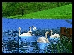 Jezioro, Łabędzie, Łąka