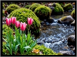 Kwiaty, Różowo-białe, Tulipany, Mech, Strumyk, Kamienie, AI