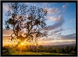 Łąka, Drzewo, Promienie, Słońca, Panorama, Miasta