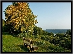 Ławeczka, Drzewa, Łąka, Lasy