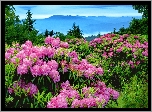 Góry, Łąka, Rododendrony