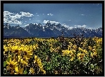 Stany Zjednoczone, Stan Wyoming, Park Narodowy Grand Teton, Góry, Kwiaty, Łąka