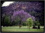 Jacaranda, Łąka, Góry