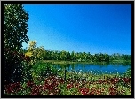 Jezioro, Łąka, Las