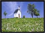 Kapliczka, Łąka, Drzewa