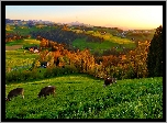 Krowy, Łąka, Wioska