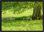 Owce, Łąka, Drzewo