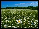 Margerytki, Łąka, Krajobraz