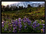 Łąka, Stratowulkan Mount Rainier, Park Narodowy Mount Rainier, Góry, Kwiaty, Łubin, Wschód słońca, Stan Waszyngton, Stany Zjednoczone