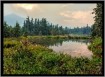 Stany Zjednoczone, Alaska, Park Narodowy Denali, Lasy, Jezioro, Trawa, Góry, Drzewa