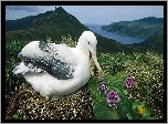 Łąka, Albatros, Gniazdo