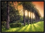 Aleja, Palm