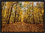 Jesień, Las, Drzewa, Alejka, Opadnięte, Liście