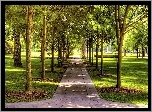 Park, Alejka, Drzewa