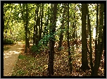 Park, Alejka, Drzewa