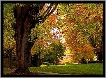 Park, Alejka, Jesień