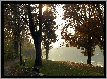 Park, Alejka, Rzeka, Ławki, Mgła, Promienie, Słońca, Poranek