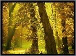 Park, Alejki, Ławki, Przebijające, Światło, Jesień, Drzewo