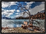 Góry, Alpy, Szwajcaria, Jezioro, Drzewo, Ławka, HDR