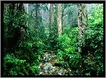 Amazonia, Dżungla, Strumyk, Kamienie