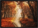 Holandia, Amsterdam, Park Amsterdamse Bos, Amsterdam Forest, Jesień, Drzewa, Rzeczka, Przebijące światło