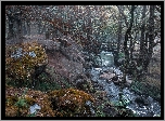 Mostek, Rzeka Burbage Brook, Drzewa, Kamienie, Grindleford, Hrabstwo Derbyshire, Anglia