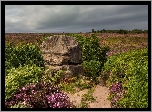 Anglia, Hrabstwo Derbyshire, Park Narodowy Peak District, Skała, Głaz, Wrzosowisko