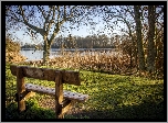 Anglia, Bolam Lake Country Park, Jezioro Bolam, Drzewa, Ławka, Trzciny