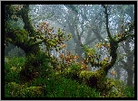 Anglia, Devon, Park Narodowy Dartmoor, Las, Drzewa, Mech, Jesień