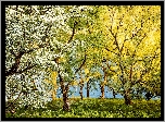 Drzewa, Kwitnące, Paprocie, Lato, Park Narodowy Peak District, Derbyshire, Anglia