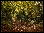 Anglia, Hrabstwo West Sussex, Wieś Halnaker, Droga Stane Street,  Jesień, Drzewa, Droga, Liście